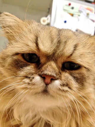 Illustration for article titled Grumpy Cat, Meet Disappointed Cat